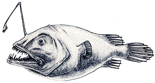 Chaneophryne draco_01.jpg